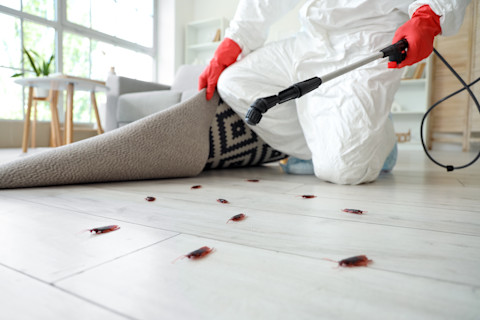 A pest control technician in protective gear crouches while lifting a rug and holding equipment, facing several cockroaches in the foreground. 
