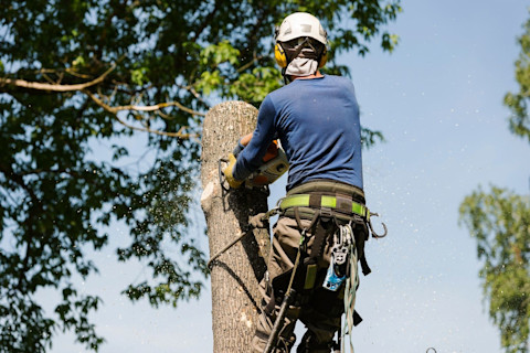 A tree removal pro in protective gear is roped to a tree high off the ground and cuts it with a chainsaw. 