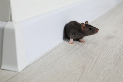Closeup of a rat near a baseboard in a white room.