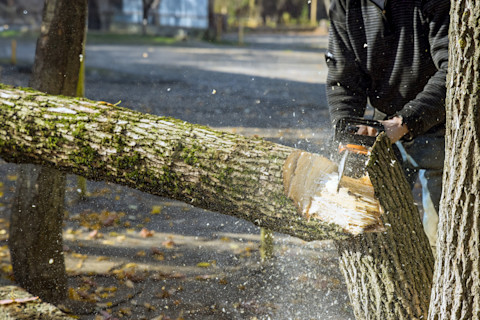 This image shows a close up of a tree being chopped down with a chainsaw.