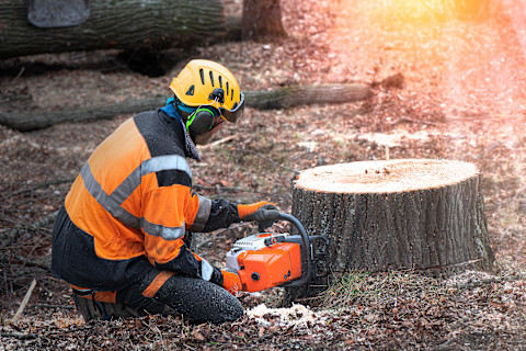 This image shows a tradesperson using a chain saw to remove a tree stump from a forested area.