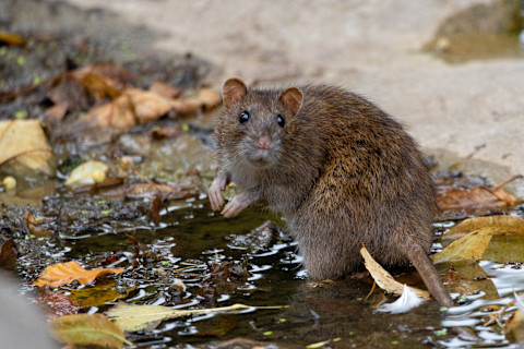 Closeup of a rat looking into the camera as it stands in a puddle with autumn leaves in it.