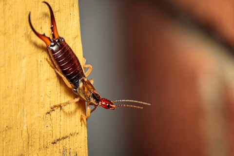 An earwig crawling down a piece of wood, possibly a door post, leans over the edge and looks off to the side.