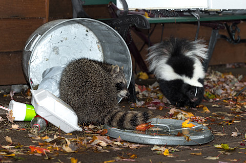 A raccoon in a tipped over trashcan with a skunk just off to its right.