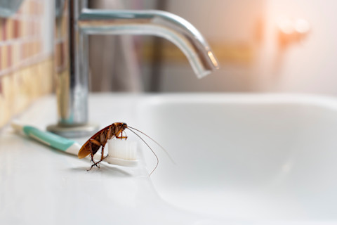 Closeup side view of a bathroom sink. A toothbrush lays next to the faucet, and cockroach stands right next to the toothbrush head.