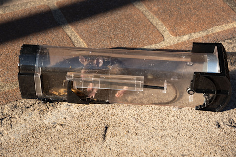 A long cylinder trap with a live rat caught inside.
