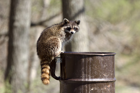 A raccoon pauses to look into the camera while climbing into a trashcan.