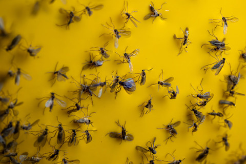 Dozens of gnats are trapped on a yellow piece of sticky trap paper.