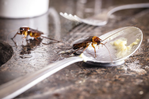 Closeup of two cockroaches and a fork and spoon on the counter. The spoon has some leftover food in it, and one of the cockroaches is climbing into the spoon.