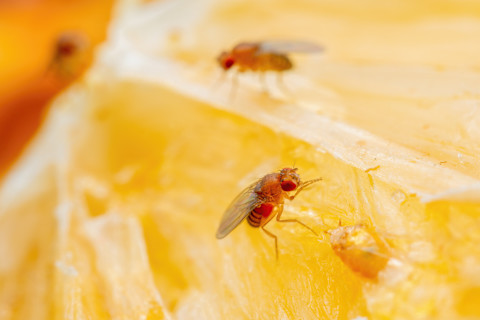 Closeup of a fly feasting on a lemon. Two other fruit flies are visible in the background.