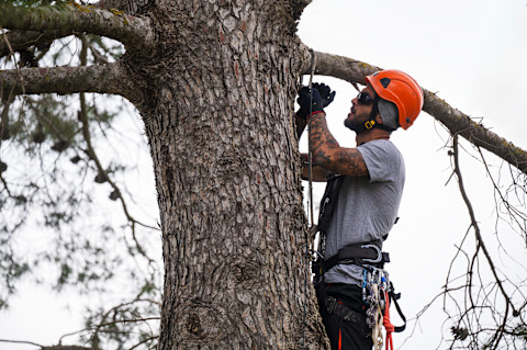 A skilled arborist prunes a tree using professional equipment. The worker focuses on precise branch removal.