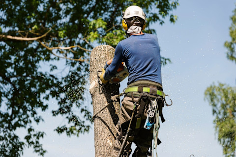 A tree removal pro in protective gear is roped to a tree high off the ground and cuts it with a chainsaw.