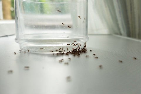 Closeup of a group of small ants on and around a glass on a counter.