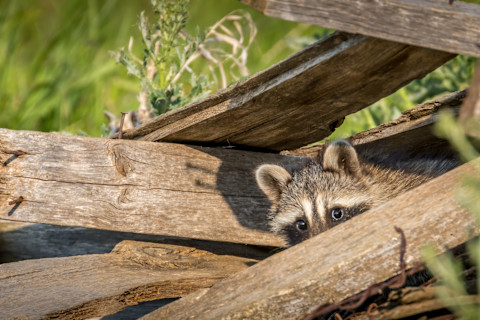 A raccoon peeks out from within a pile of wood.
