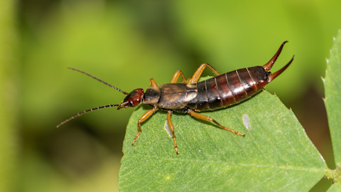 Closeup of an earwig on a green leaf.
