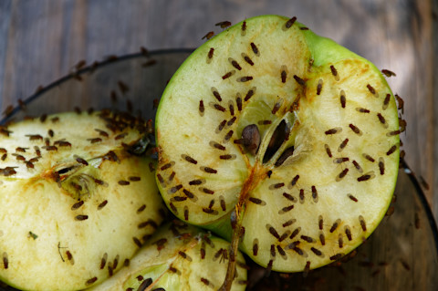 Close up of two halves of a green apple, with swarms of fruit flies feeding on them.