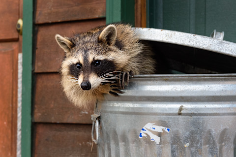 A raccoon pokes its head out of a metal garbage can.
