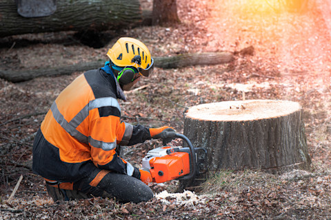This image shows a tradesperson using a chain saw to remove a tree stump from a forested area.