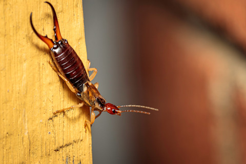 An earwig crawling down a piece of wood, possibly a door post, leans over the edge and looks off to the side.