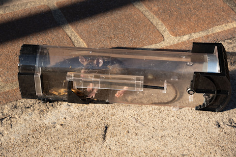 A long cylinder trap with a live rat caught inside.