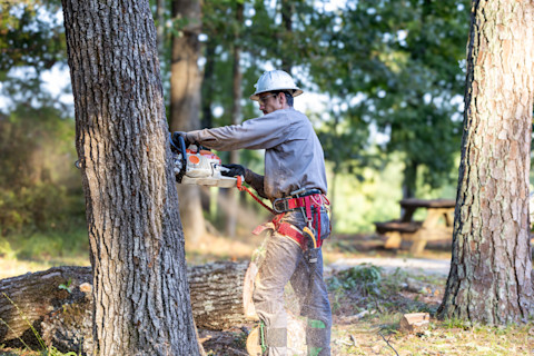 A tree trimmer cuts branches with a chainsaw while wearing safety gear. The work takes place outdoors among tall trees.