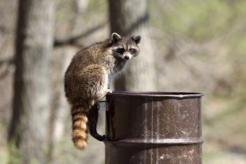 A raccoon pauses to look into the camera while climbing into a trashcan.