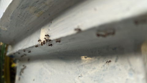A group of small ants walk on a white, aged piece of furniture, possibly a kitchen island or counter.