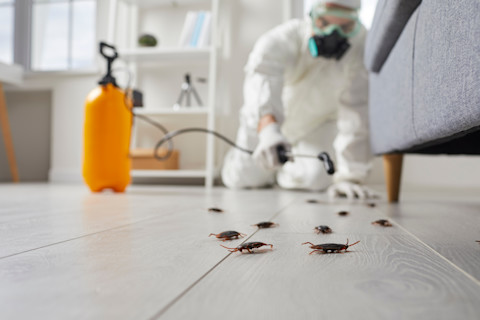 A pest control worker exterminates insects inside a home. Spraying equipment is used carefully indoors.