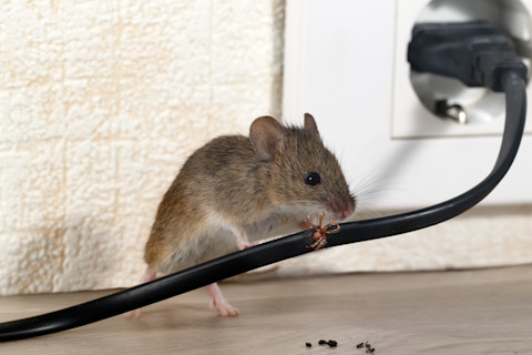 his image shows a brown mouse gnawing on a black electrical wire on a kitchen worktop in a house.