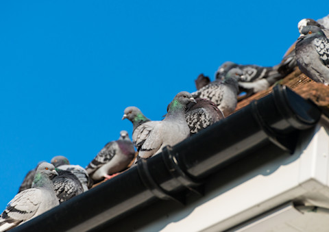A flock of pigeons roosting on the roof of a house