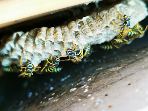 Closeup of a paper wasp nest built in a narrow gap between two wooden surfaces, with several wasps clinging to the open comb cells.