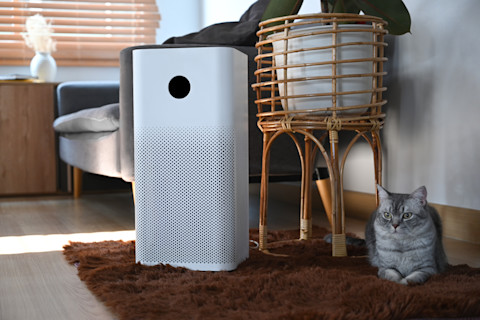 Cat sitting next to an air purifier