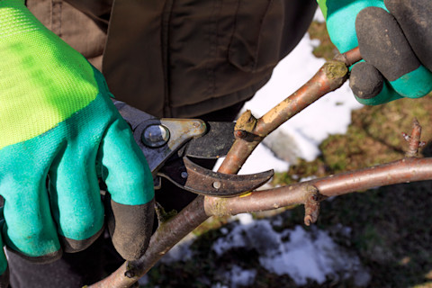 This image shows a closeup of two gloved hands pruning a branch.