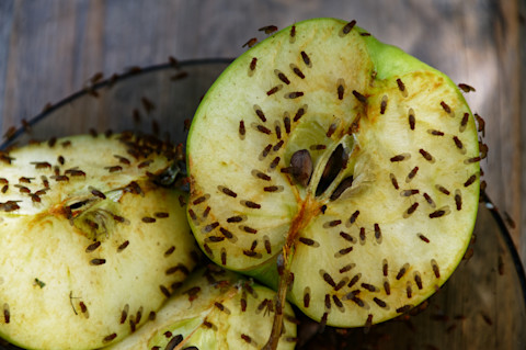 Close up of two halves of a green apple, with swarms of fruit flies feeding on them.