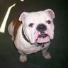 Bulldog construction