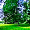 The Grass King lawn care and handyman services