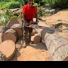 Tree crew solutions