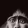 Monkey Tree Services