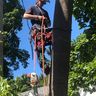 Andovic tree services