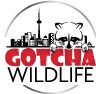 Gotcha Wildlife