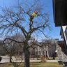 Tree removal & moving company