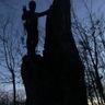 Toronto Tree Solutions