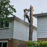 Beaver Tree Services